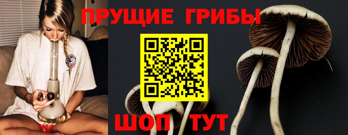 Псилоцибиновые грибы Psilocybine cubensis Саянск